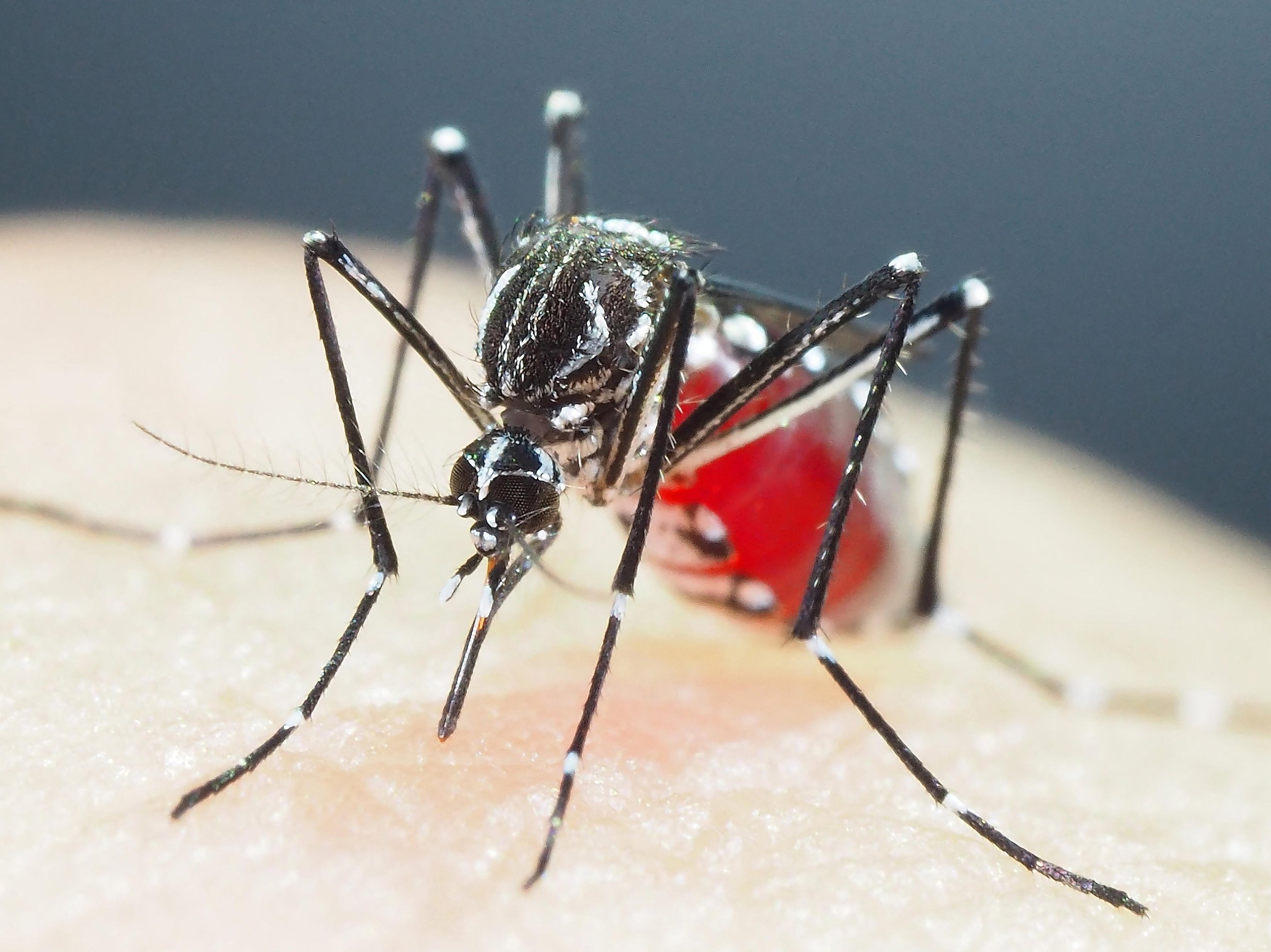 Goiás registra a primeira morte por dengue em 2024