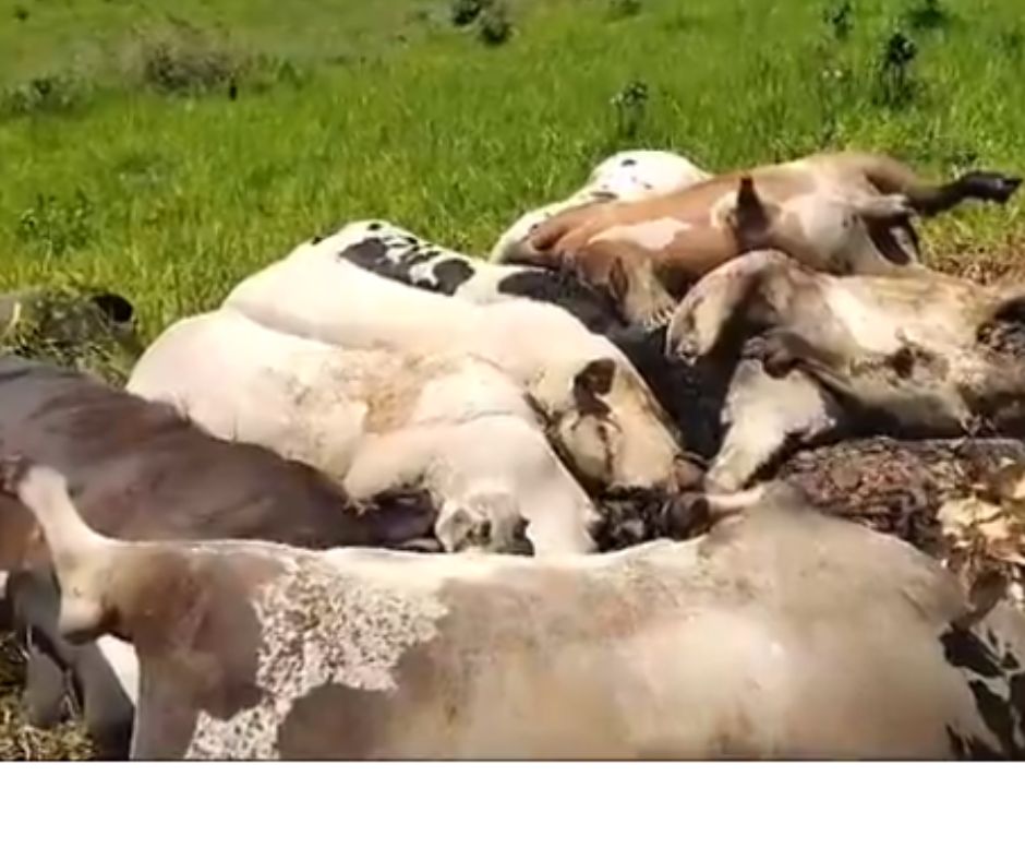 Cabo de energia se rompe e mata dez cabeças de gado em Goiás, diz fazendeiro