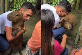 Capivara Filó voltará provisoriamente à guarda de tiktoker, decide juiz
