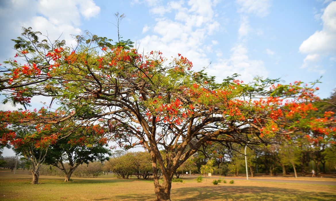 Primavera vai começar na madrugada deste sábado
