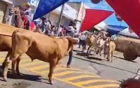 FESTA DOS CARREIROS DE OURO VERDE DE GOIÁS TEVE SUSTO DURANTE DESFILE DE CARROS DE BOIS.